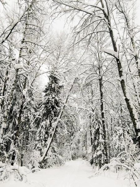 Winter snow forest. — Stockfoto