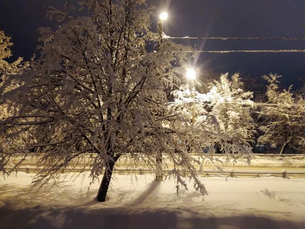 Les arbres de la ville dans la neige . — Photo