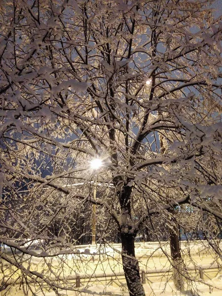 Φανάρι πίσω από το στέμμα ενός δέντρου στο χιόνι. — Φωτογραφία Αρχείου