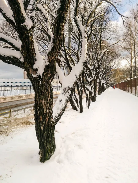 Деревья в снегу вдоль трассы . — стоковое фото