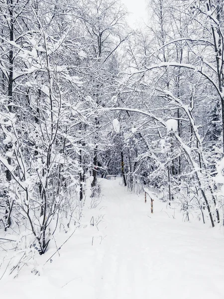 Voetpad in het winterbos. — Stockfoto