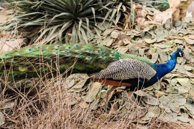 Bitkiler arasında tavus kuşu.