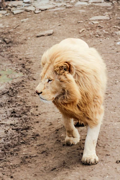 Grote witte leeuw. — Stockfoto