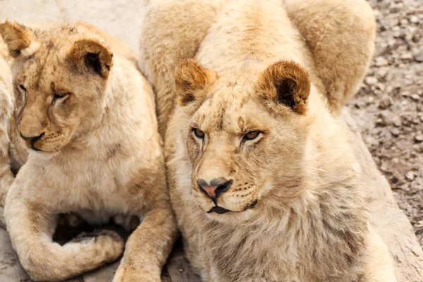Um par de leões brancos . — Fotografia de Stock