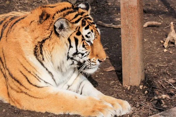 La cabeza del tigre de Bengala . — Foto de Stock