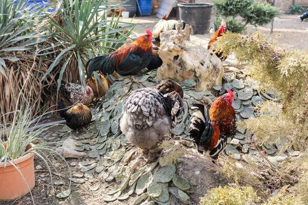 Roosters and hens. — Stock Photo, Image