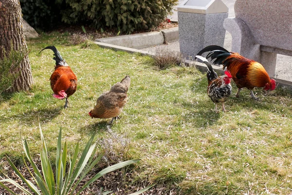 Galo com galinhas no gramado . — Fotografia de Stock