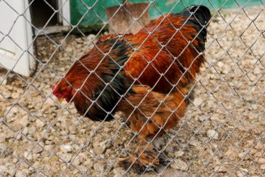 Parlak safkan tavuk.