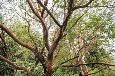 Çilek ağacı gövdeleri.