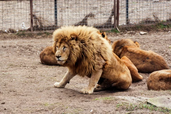 Lion appuyé sur les pattes avant . — Photo