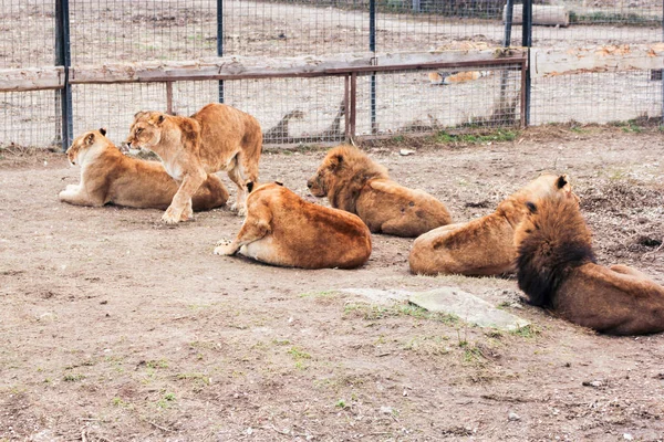 Pýcha afrických lvů. — Stock fotografie