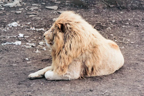 El león blanco está descansando . — Foto de Stock