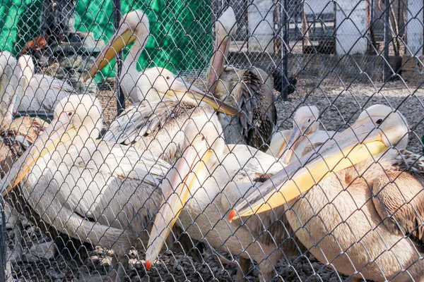 En grupp pelikaner i en bur. — Stockfoto