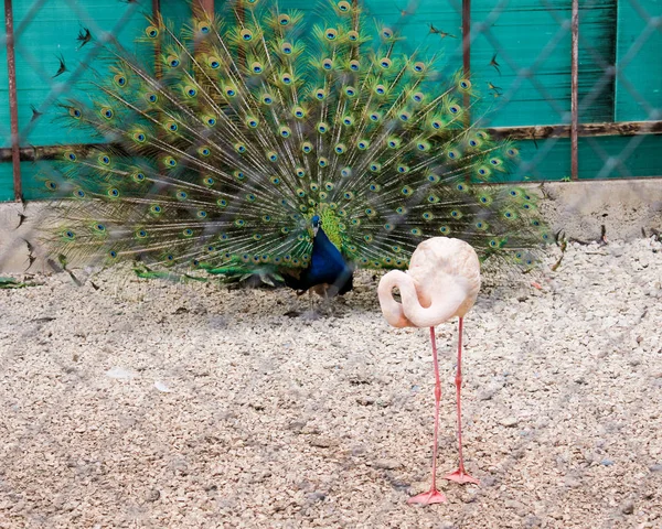 Flamingo och påfågel med en öppen svans. — Stockfoto
