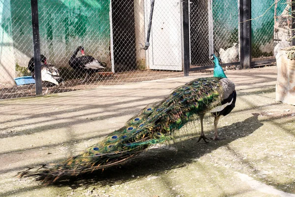 Peacock in the poultry yard. — Stock Photo, Image
