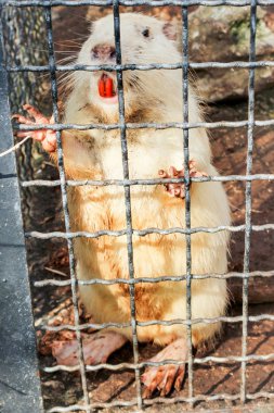 Kafesteki su kemirgeni.