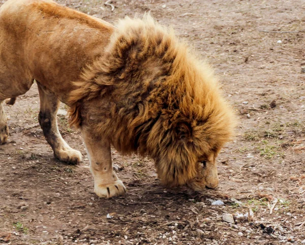 Gran león africano . — Foto de Stock