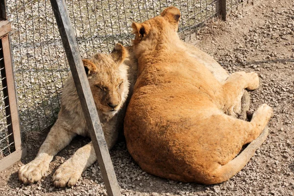 Los leones disfrutan del sol . — Foto de Stock