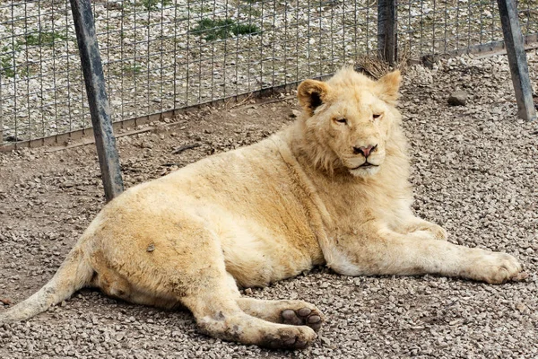 横たわっている白いライオン. — ストック写真