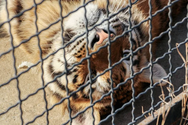 La cabeza de un tigre tras las rejas . — Foto de Stock