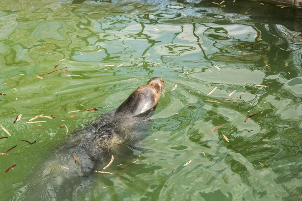 Phoque de natation dans l'eau . — Photo