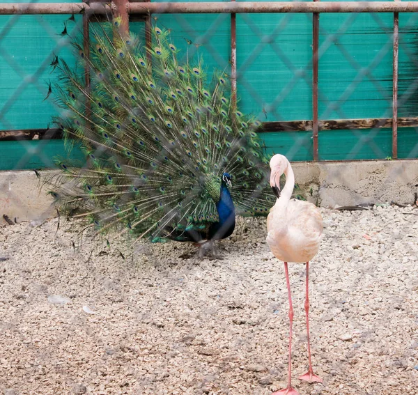 Flamingo med påfågel. — Stockfoto