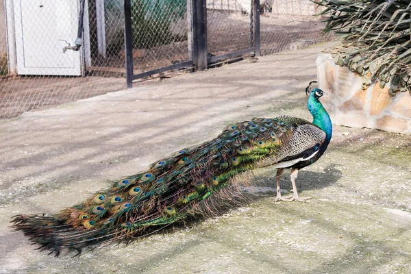 Peacock with a long tail. — Stock Photo, Image