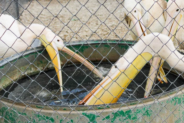 Pelicans på matarledningarna. — Stockfoto