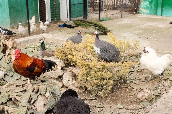 Rooster and guinea fowl. — Stock Photo, Image