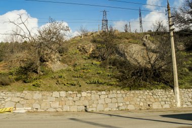 Tepe üzerinde bitkiler.