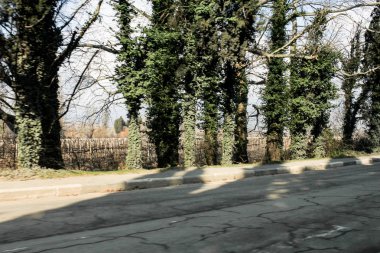 Sarmaşık ile dolaşık sapları.