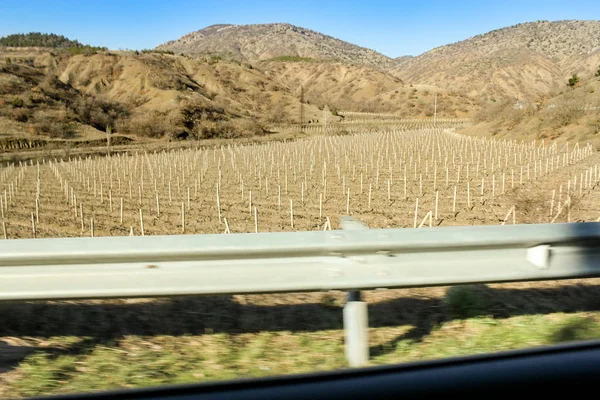 New vineyard in mountain decay. — Stock Photo, Image