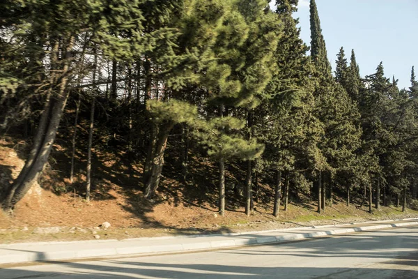 Árboles de coníferas al margen . — Foto de Stock