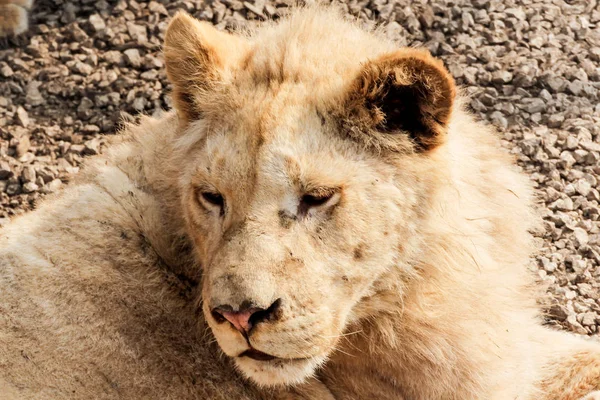 Het hoofd van een witte leeuw. — Stockfoto