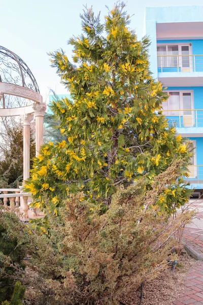녹색 -노란색 단풍 나무. — 스톡 사진