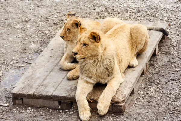Löwen auf einer Holzpalette. — Stockfoto