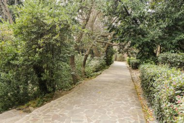 Ağaçların arasında yol.