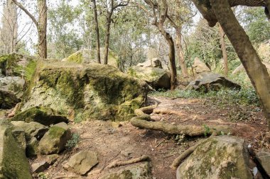 Ağaçlar arasında büyük taş kayalar.