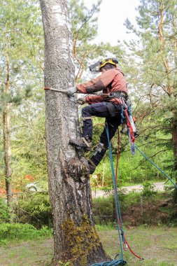 bir ağaca tırmanmak.