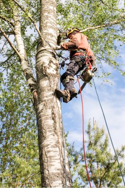 Ağaç üzerinde çalışmak.