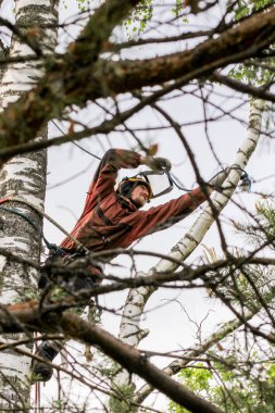 Arborist bir ağaç üzerinde çalışıyor.
