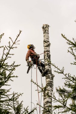 Arborist çıplak huş gövdesi üzerinde ekipman.