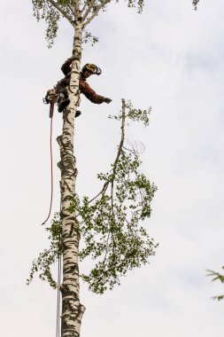 Arborist aşağı şube atar.
