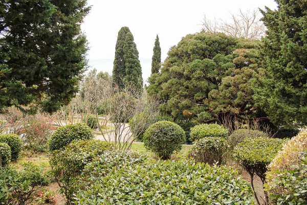 Plantas no parque. — Fotografia de Stock