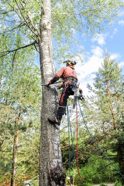 Baumpfleger klettert auf einen Baum. — Stockfoto
