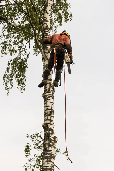 Trabalho em altura em uma árvore . — Fotografia de Stock