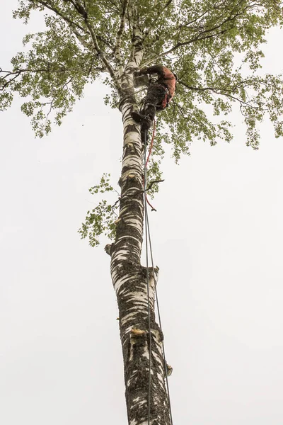 Yüksek irtifada testere ile çalışma.