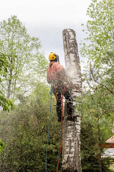 Bir talaş bulutu içinde arborist.