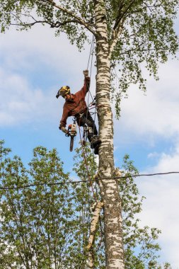 Bir halat üzerinde büyük bir dalı düşürmek.