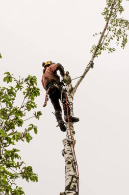 Ağaçtaki son dalı kesme.